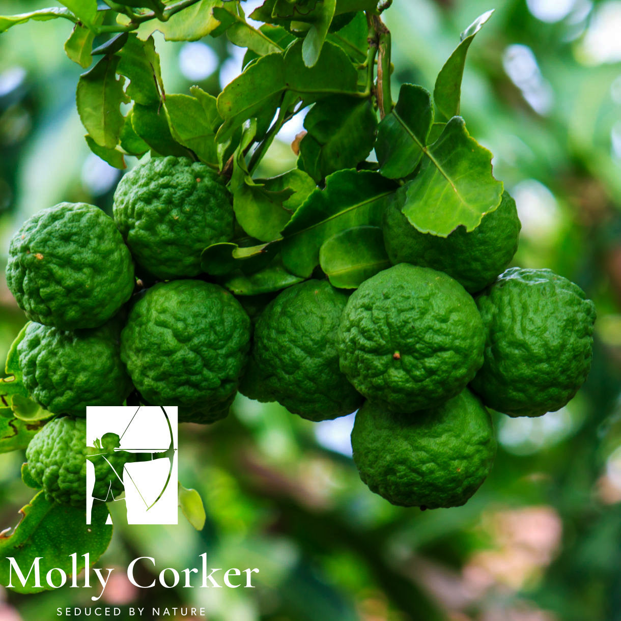 Molly Corker natūralus dezodorantas PIONER extra strenght