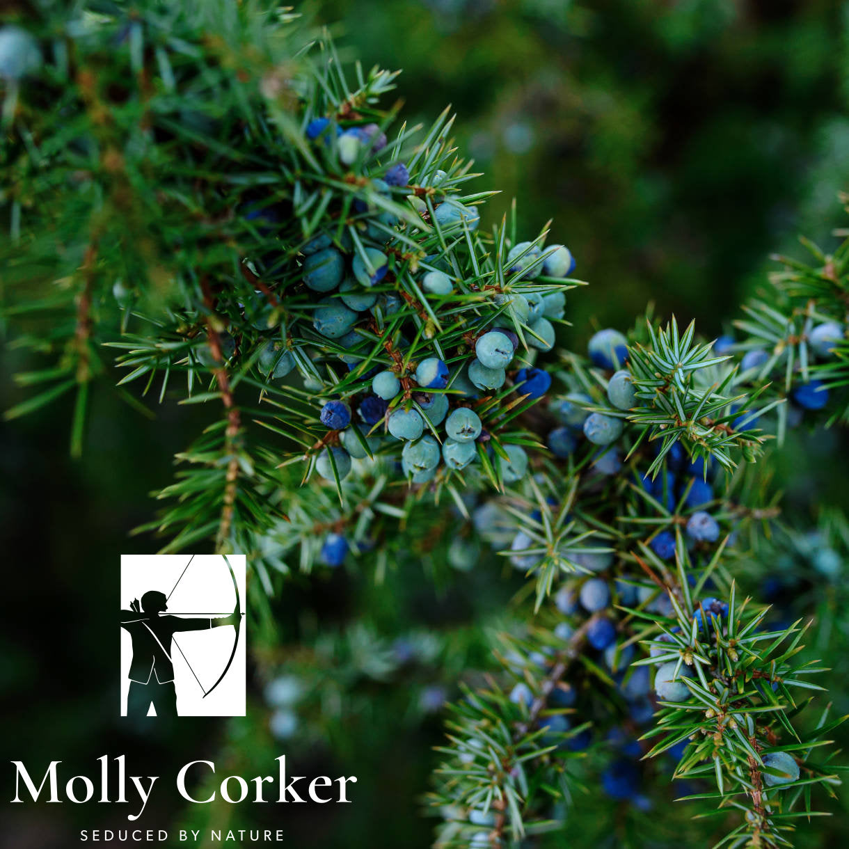 Molly Corker natūralus dezodorantas PIONER extra strenght